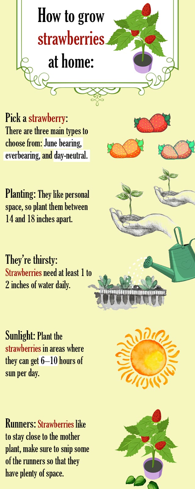 How to Grow Strawberries at Home