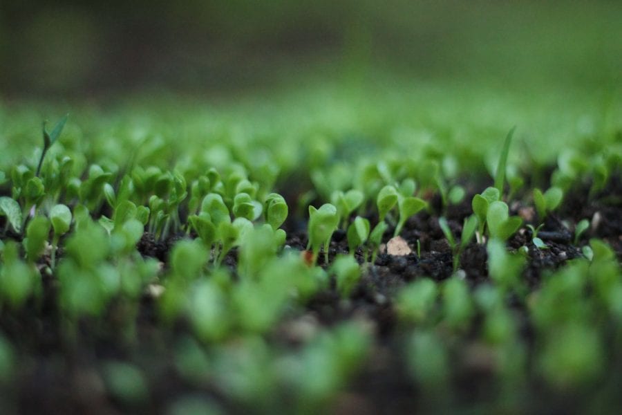 How To Grow Broccoli Sprouts The Complete Guide Harper's Nurseries