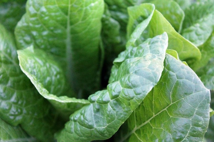 How To Grow Spinach Indoors