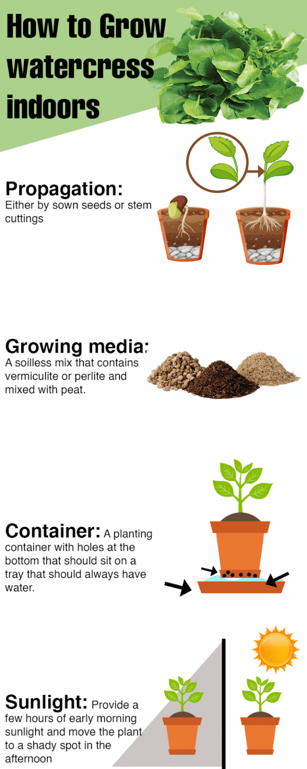 How To Grow Watercress Indoors Harper's Nurseries