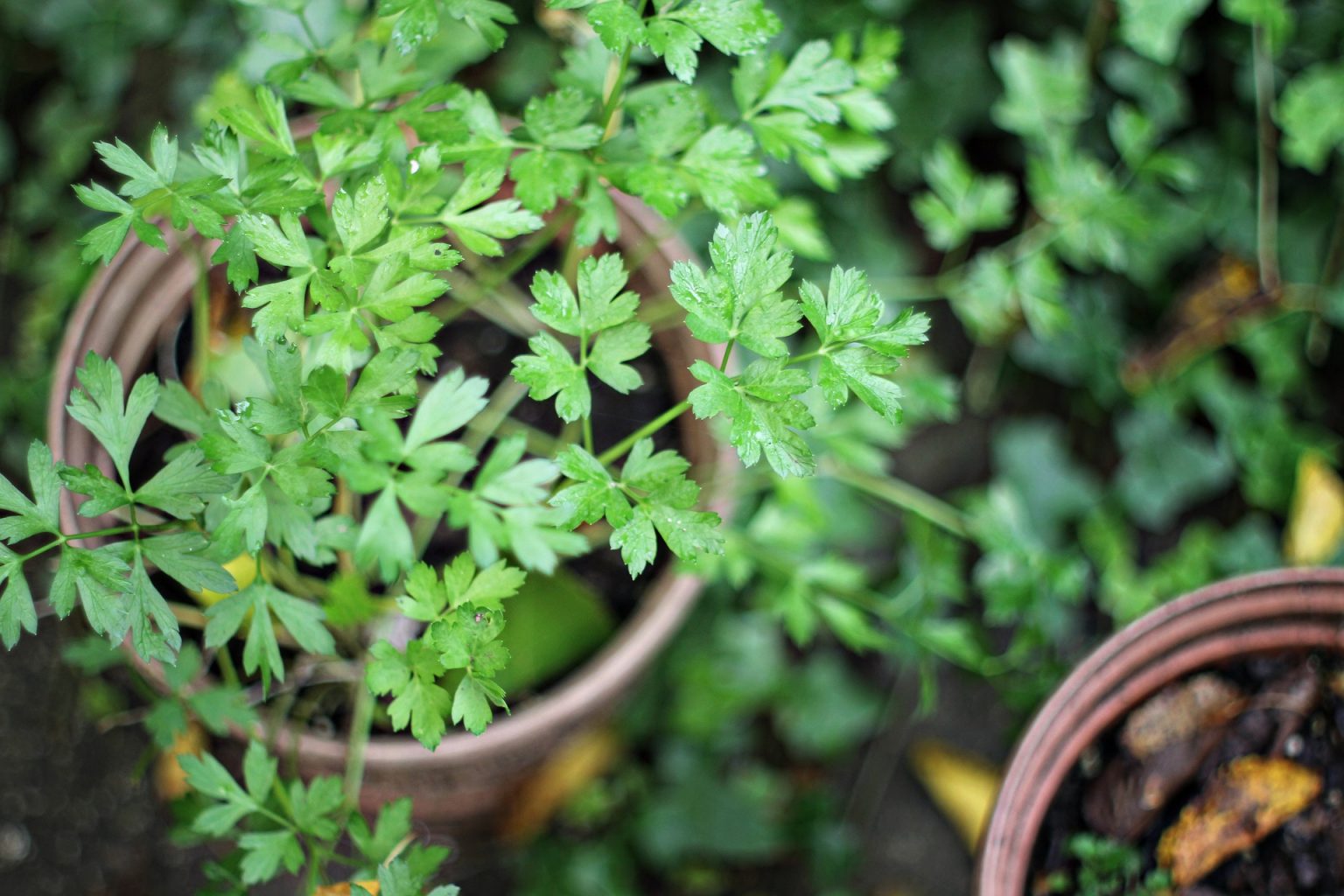 How To Grow Cilantro Indoors Harper's Nurseries