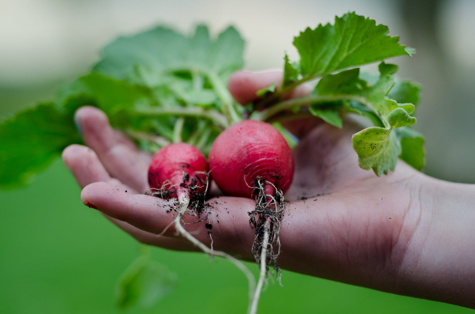 HowTo Guide For Growing Radishes In Containers Harper's Nurseries