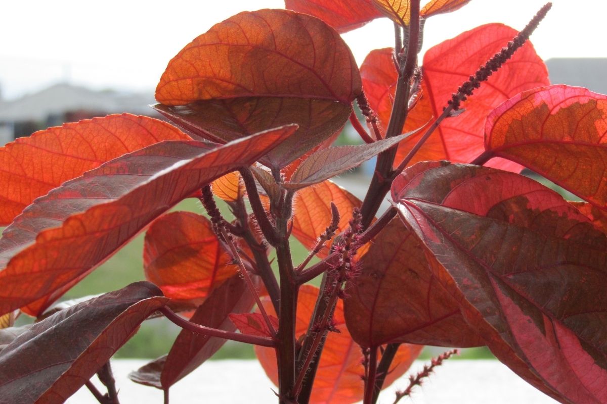 10 Spectacular Red Foliage Tropical Plants For Your Garden