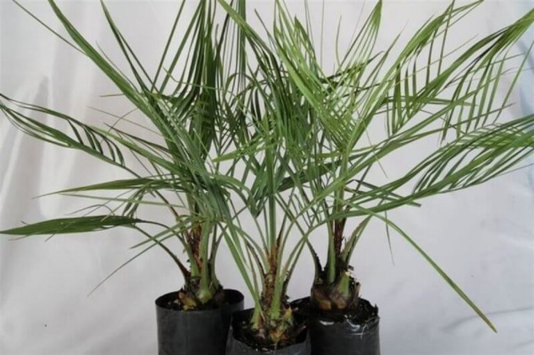 8 Beautiful Outdoor Potted Palms You Can Add To Your Home Harper's