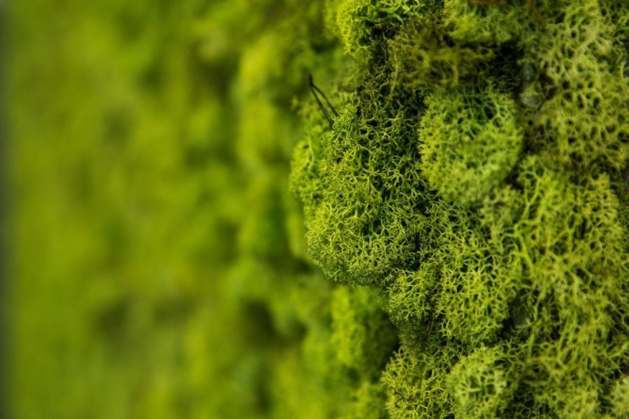 What Is A Moss Wall? [And How You Can Create One In 5 Easy Steps