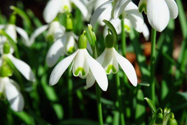 10 Winter Flowering Bulbs Harper's Nurseries