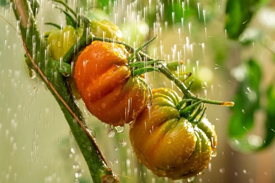 Tomato Watering Tips For A Healthy And Productive Garden
