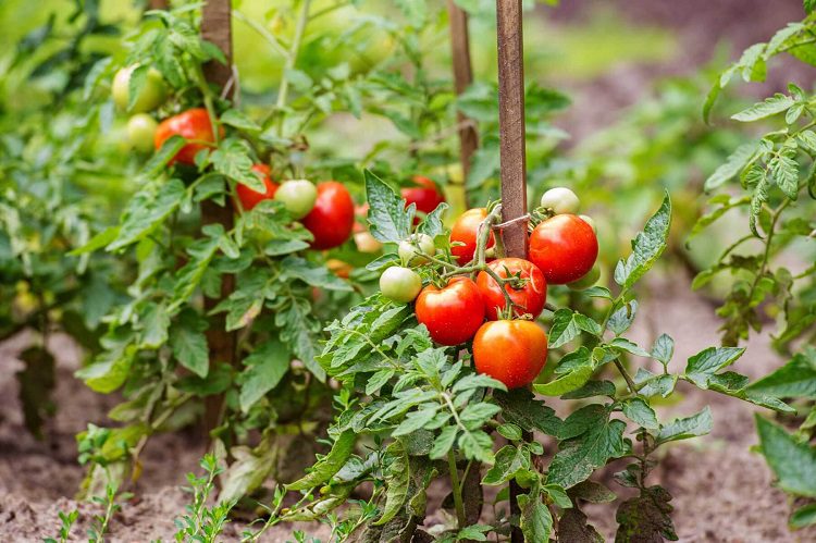 How To Pollinate Tomatoes When And Why It S Important