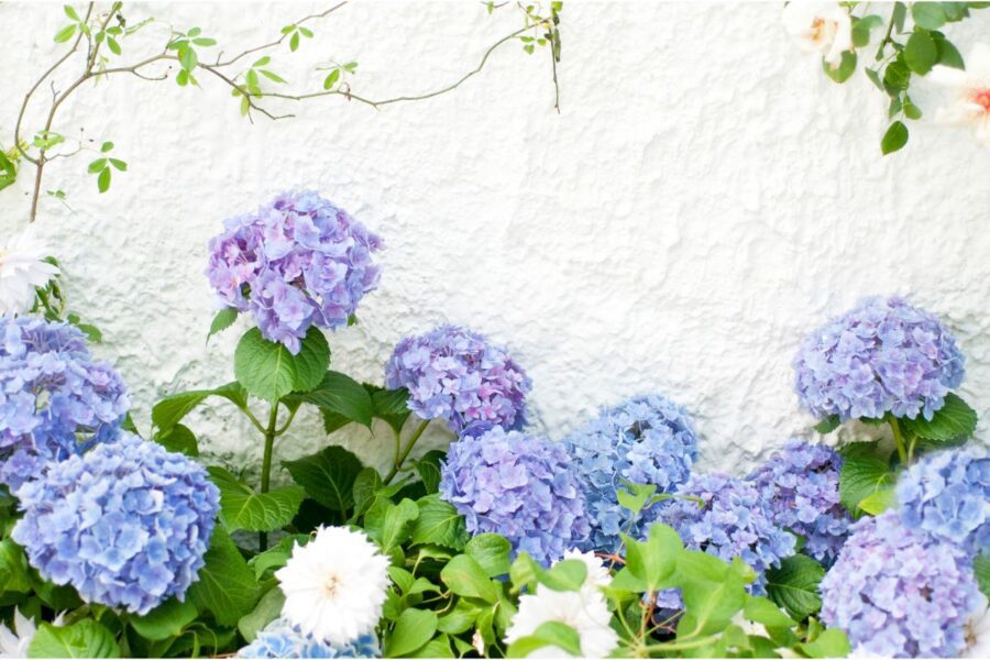 Are Hydrangeas Annuals Or Perennials? Harper's Nurseries