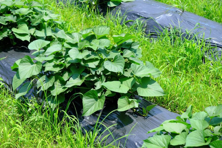 Best Sweet Potato Companion Plants