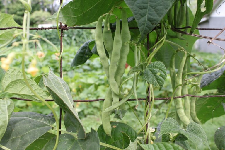 Watermelon Companion Plants Harper's Nurseries