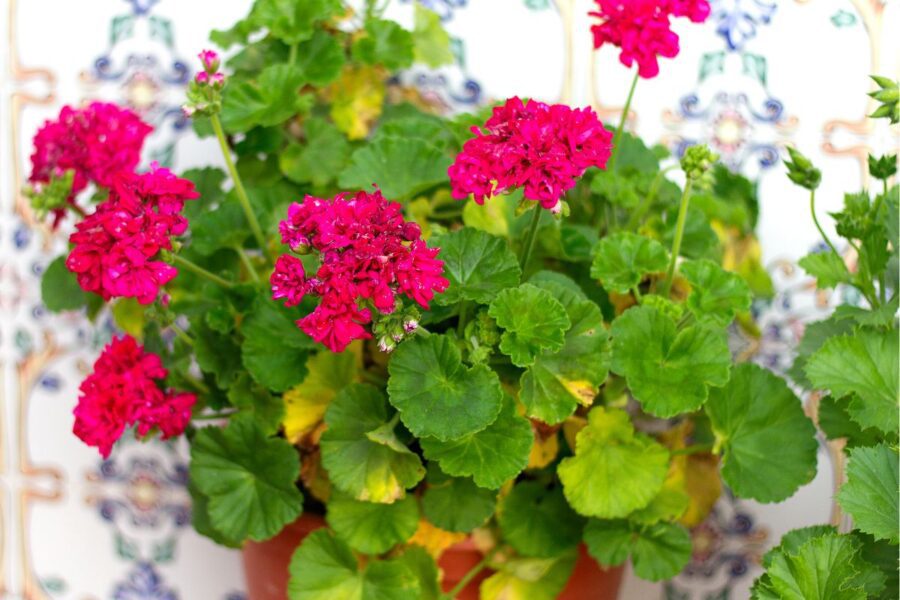 Geranium Leaves Turning Yellow Everything You Need To Know With Some