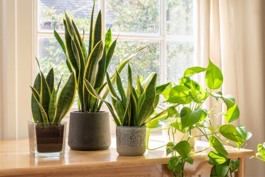 Reasons Why My Snake Plant Leaves Turning Yellow And How To Fix It