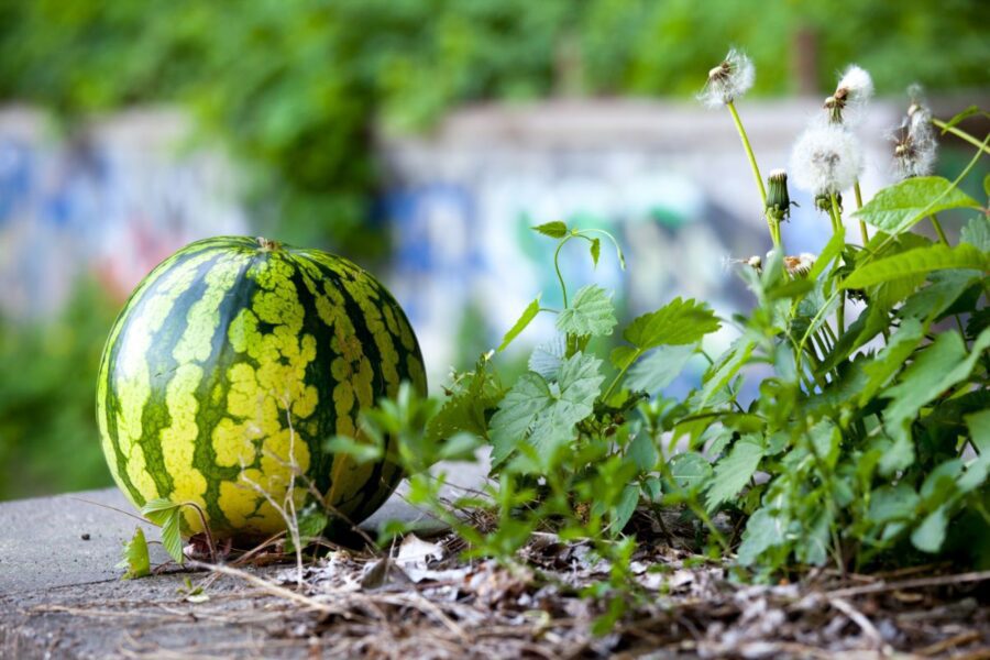 Watermelon Companion Plants Harper's Nurseries