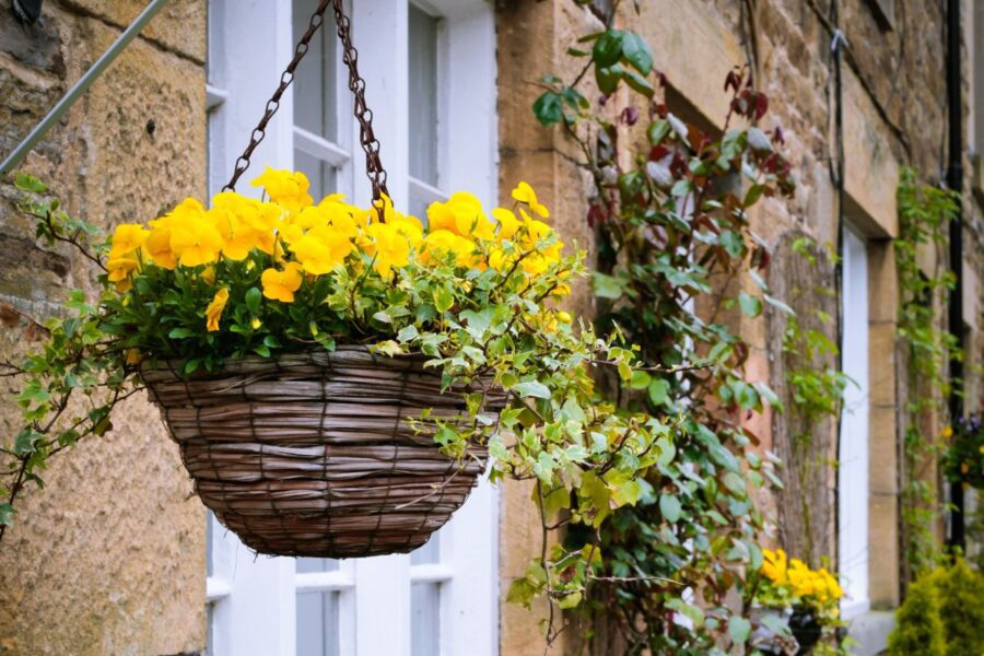 Caring For Hanging Baskets In Full Sun Harper's Nurseries